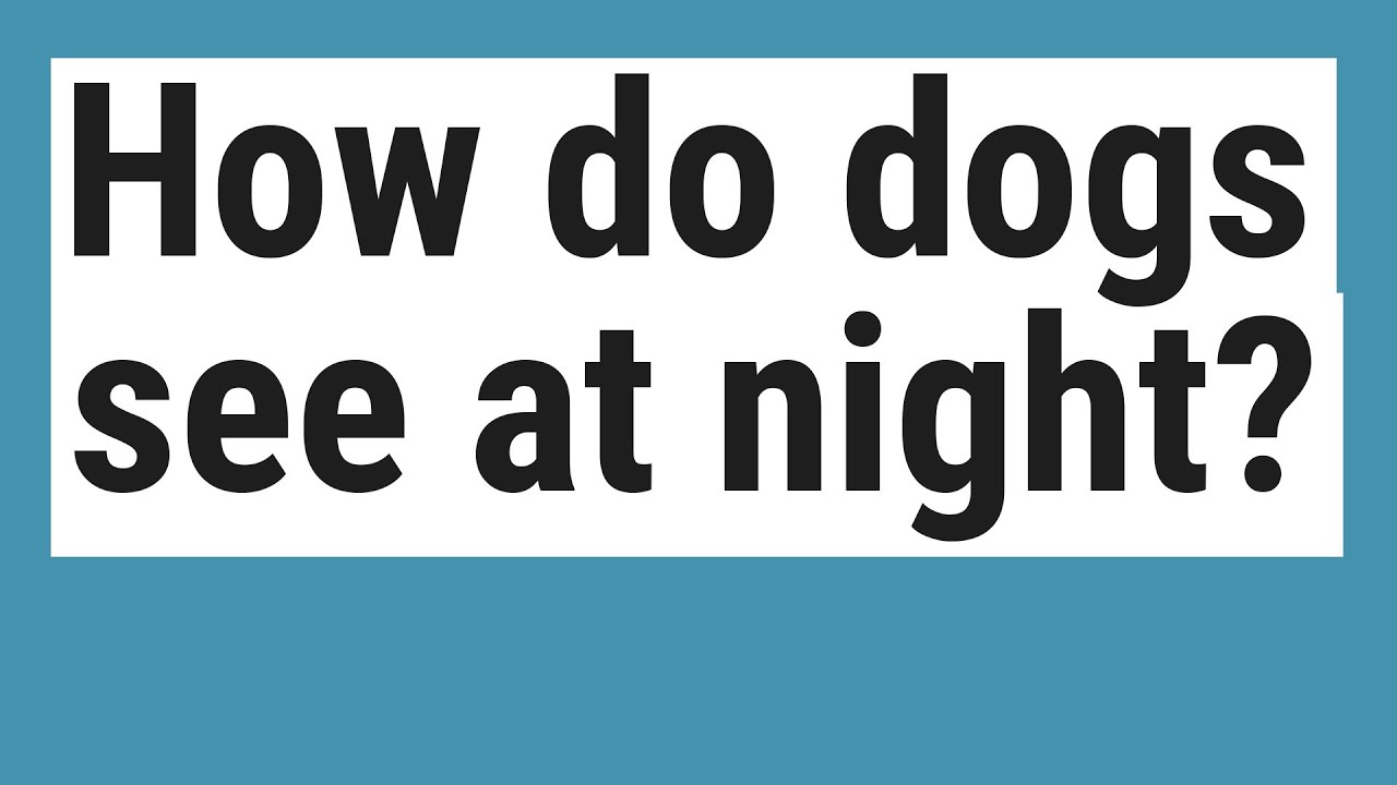 How do dogs see at night? YouTube
