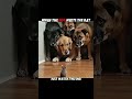 Dogs Fear Rats, Cats Hunt Them Instantly! #trending #animals #wildlife #cat #shorts