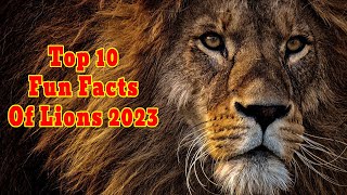 Top 10 Fun Facts Of Lions 2023 | World Wild Discovery 2023
