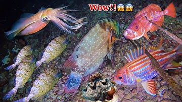 Lặn Biển Lúc Nửa Đêm | Gặp Ổ Cá Kình _ Sò Tai Tượng Quý Hiếm