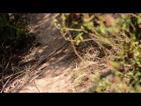 Best destinations in Kenya |Close encounter with Africa rock python.