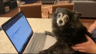 Video-Miniaturansicht von „Business Pup (Puppy Songs)“