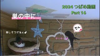 【つばめ】5月11日つばめが頑張りましたあ2024つばめ動画part16