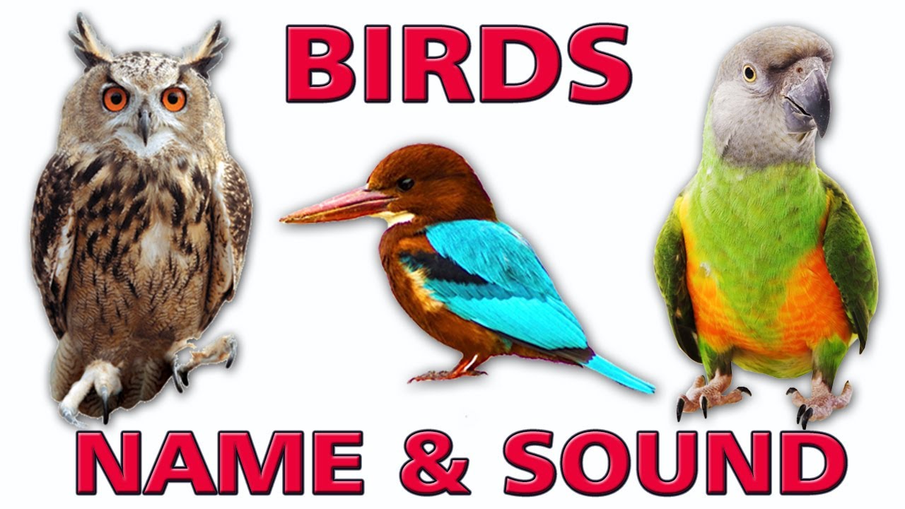 BIRDS NAME SOUND SPELLING BIRDS NAME & SOUND KIDS VOCABULARY🦉🦃 YouTube