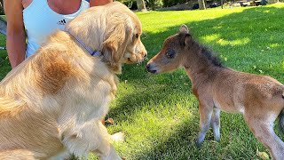 Mysterious Mini Horse Was Acting Weird- Then They Discovered Her 'Big' Secret | The Koala by The Koala 1,109 views 3 months ago 4 minutes, 15 seconds