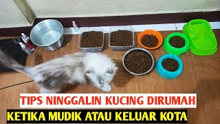 Download Lagu TIPS MENINGGALKAN KUCING SENDIRIAN DIRUMAH KETIKA MUDIK MP3