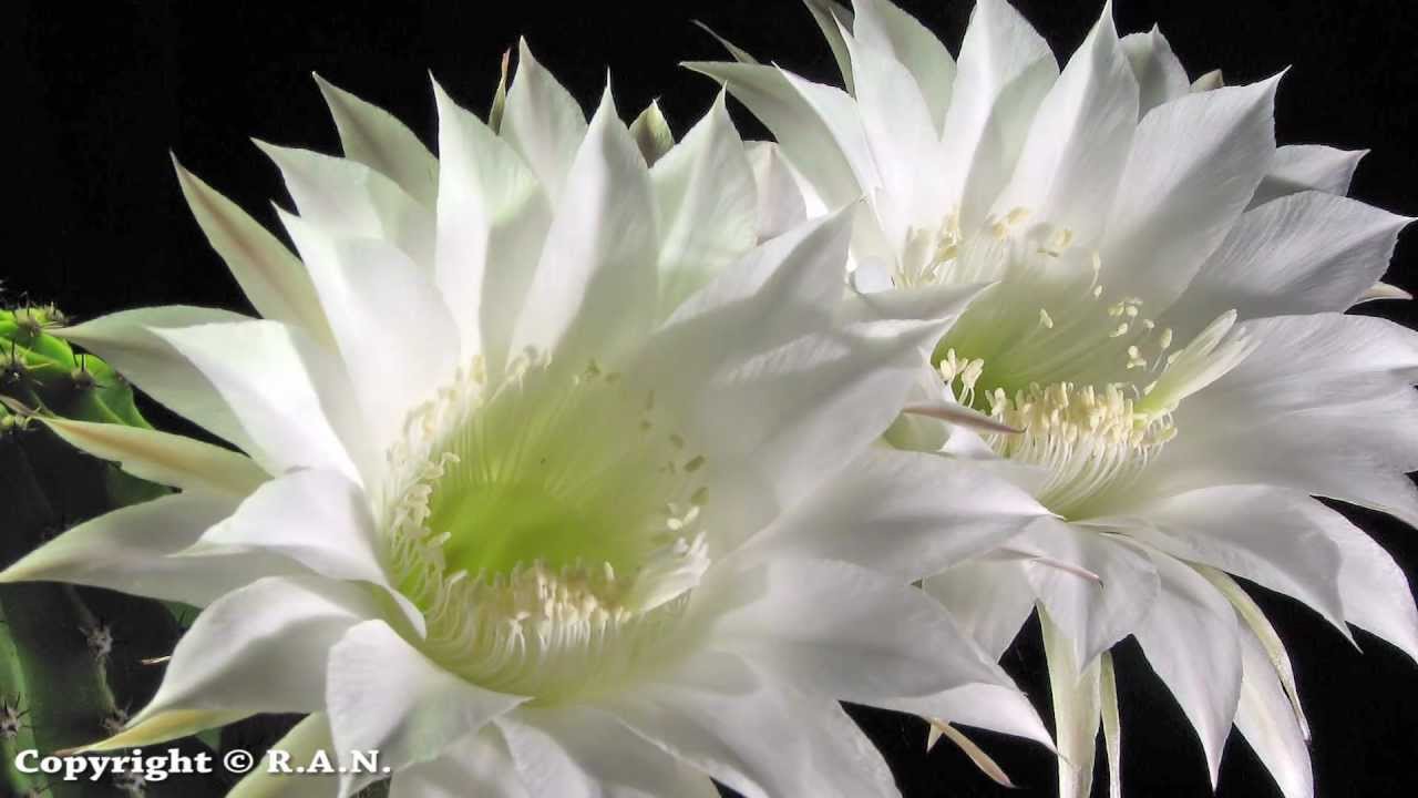 Cactus flowers opening time lapse (Echinopsis oxygona) YouTube