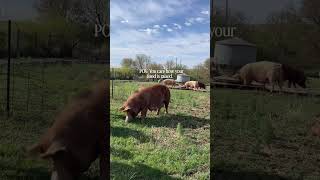 Niman Ranch pork: 40+ yrs of humane family farming & exceptional flavor you can trust. #pork