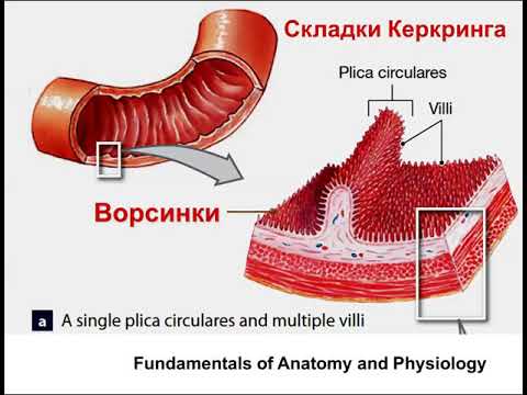 Физиология пищеварения кратко (для реаниматолога) Горячев А С