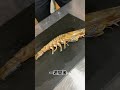 生きたまま エビ を 漬ける !?カンジャンセウ を作ります! #せり人ムタロー #shorts