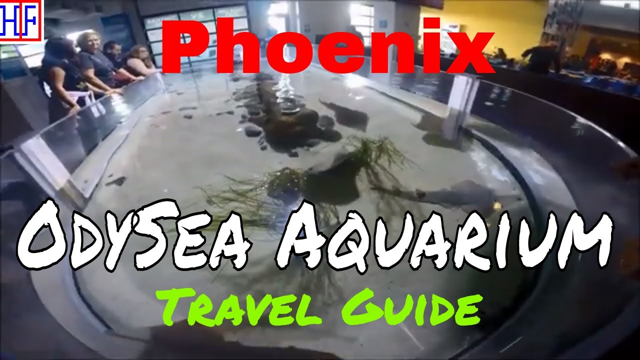 Phoenix, AZ OdySea Aquarium in Scottsdale, AZ (TRAVEL GUIDE) Episode 14 YouTube