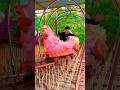 Seru banget naik wahana ayam lucu mata melotot #chicken #cocomelon