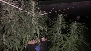2019 Outdoor Grow 🌱🌜 Good Night 🌛🌱