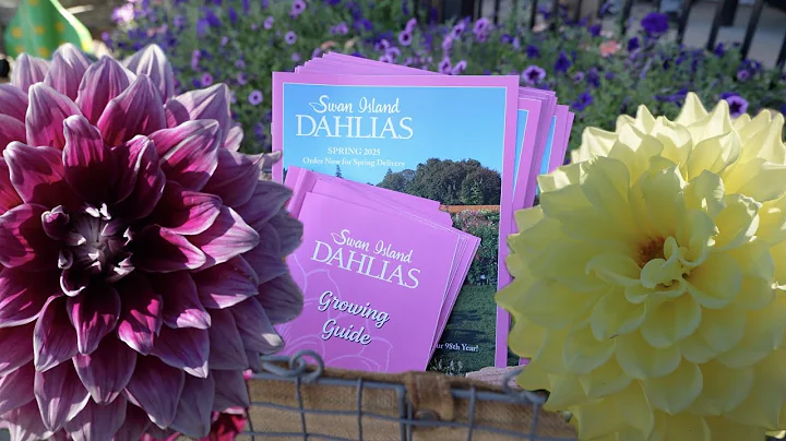 Swan Island Dahlia Festival in Canby, Oregon