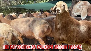 картинка: Авгони Ҳисори Мачинкие гибрид 100 сар гусфандҳои деҳкони элита 11 сентября 2025 г.