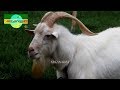 Big saanen goat white