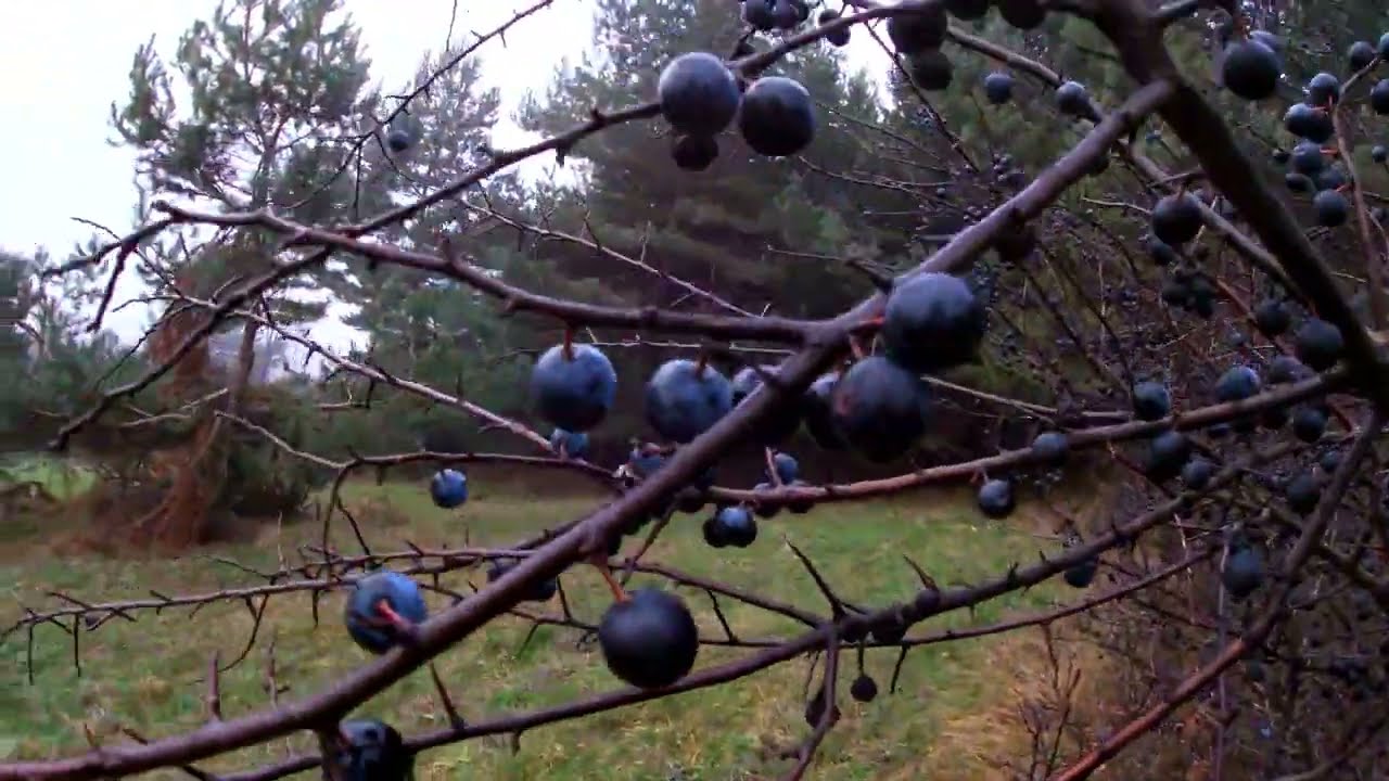 Bieszczadzka tarnina - kiedy zbierać owoce, jak zrobić sok i konfiturę