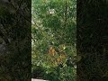 Neem#naturelover#shortvideo