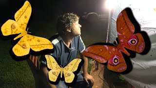 MothTrapping & Butterfly Spotting: FUN TIMES in Uganda (Mt. Elgon)!
