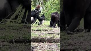 A Silverback Gorilla munching on tasty leaves