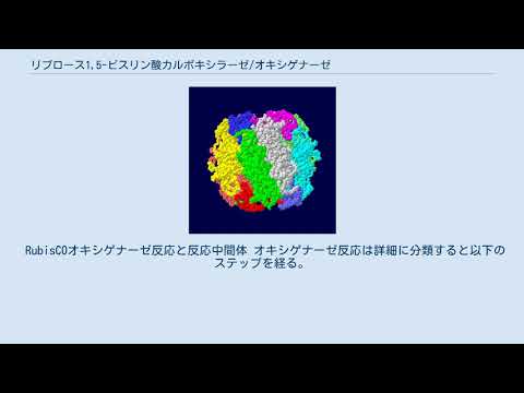 リブロース1,5-ビスリン酸カルボキシラーゼ/オキシゲナーゼ