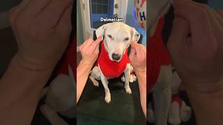 Yoda, Frenchie, Dalmatian??