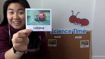 Bug or Insect? - Science with Ms. Yang