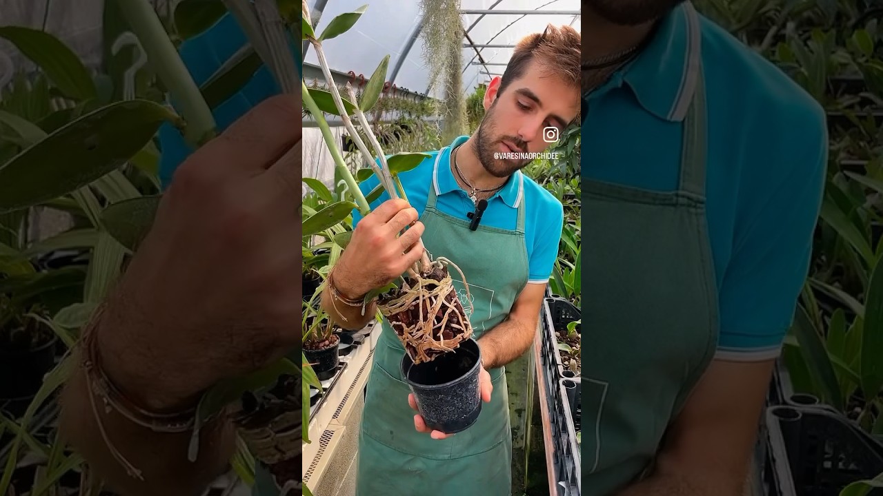 Cosa “mangia” un’orchidea? Luce e sali minerali disciolti in acqua! ☀️💧