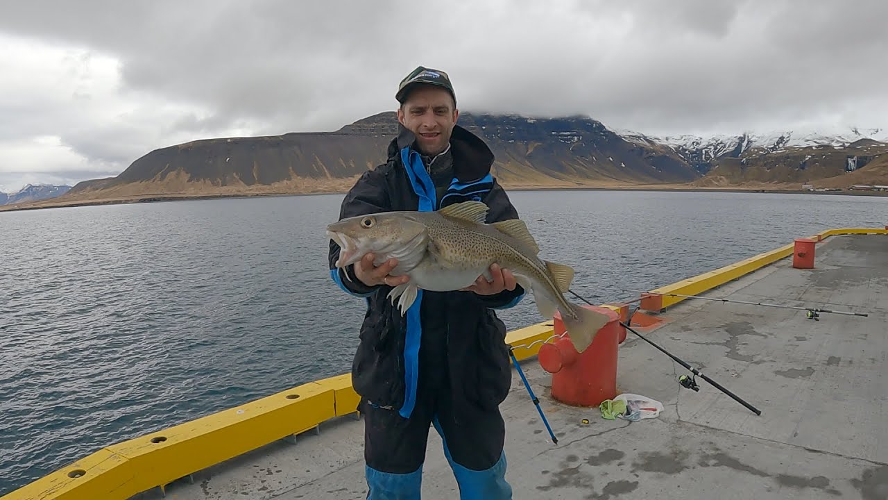 Kalendarz brań dorsza 2