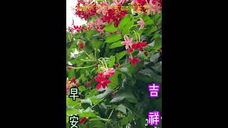 漂亮的「使君子」花欣賞！(早安 -問候影片)2026-06-26拍攝於三義。