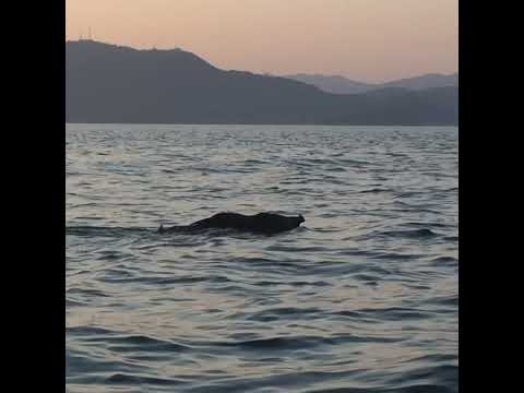 瀬戸内海を百島に向かって泳ぐ猪が3頭