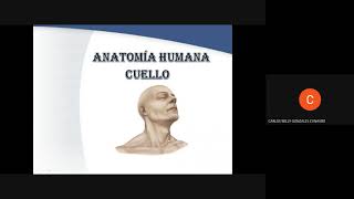 Anatomía del cuello (parte 1) - Dr. Carlos Gonzales Anatomía del cuello (parte 1) - Dr. Carlos Gonzales