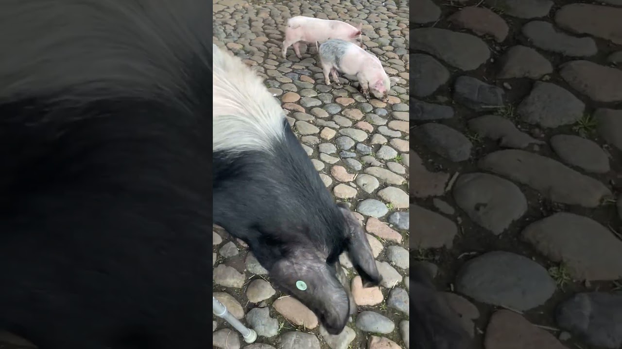 Piglets at the farm Tatton Park Cheshire 