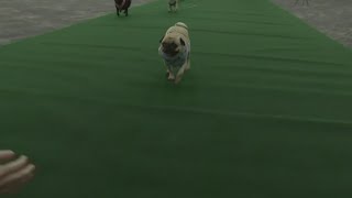 Pups practice racing ahead of 'Bluegrass Pugfest' in Louisville