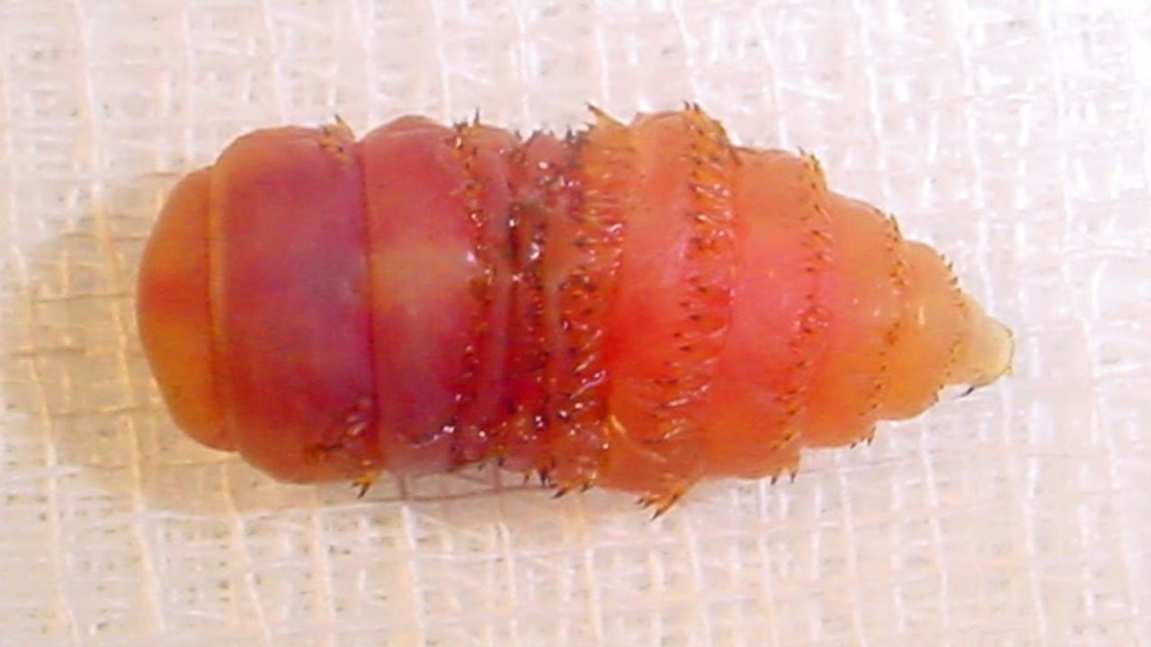 Mango Bot Fly Bot Fly Pulled from Traveler! (Mango Worms) - YouTube