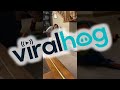 Parrot Screams During Peekaboo || ViralHog
