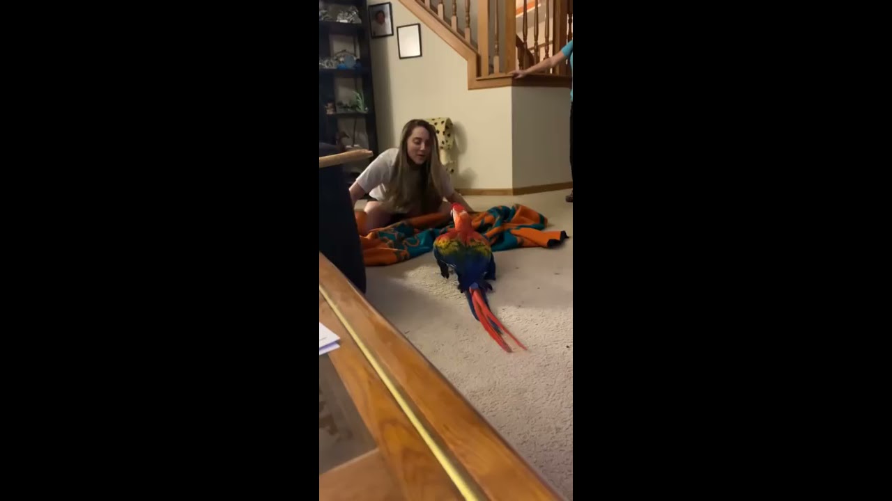 Parrot Screams During Peekaboo ViralHog