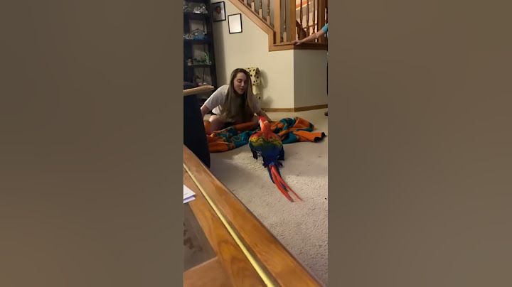 Parrot Screams During Peekaboo || ViralHog