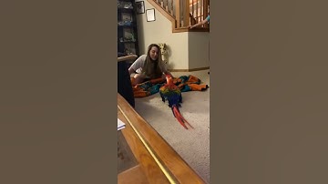 Thumbnail of Parrot Screams During Peekaboo || ViralHog