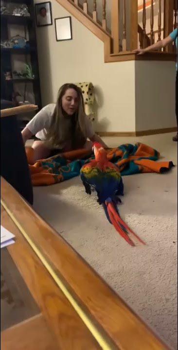Parrot Screams During Peekaboo || ViralHog