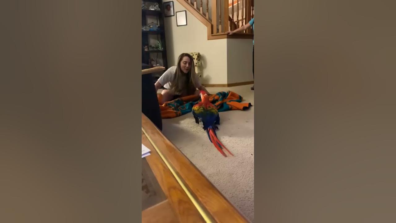 Parrot Screams During Peekaboo || ViralHog