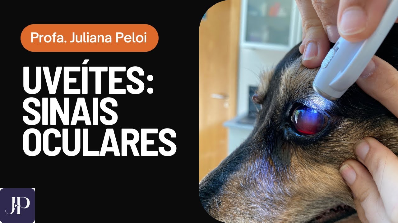 Uveíte em Cães e Gatos: sintomas e sinais clínicos para veterinários