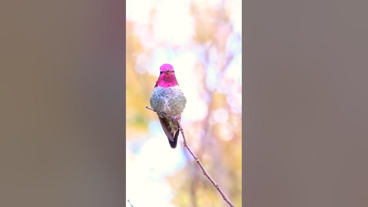 Tiny Hummingbird singing.Cute little bird calling.Bird Sounds. #bird #hummingbird #birdcall Tiny Hummingbird singing.Cute little bird calling.Bird Sounds. #bird #hummingbird #birdcall