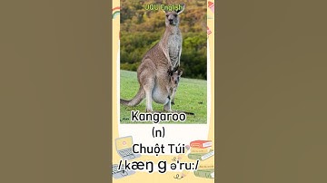 #shorts Kangaroo (n): Chuột Túi