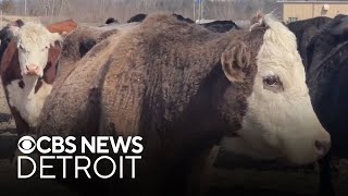 Michigan farmer supports Trump tariffs