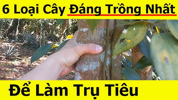 6 Loại Cây Làm Trụ Sống Cho Nọc Tiêu Tốt Nhất  - Cách Trồng Tiêu Bằng Trụ Sống | Học làm Nông Dân