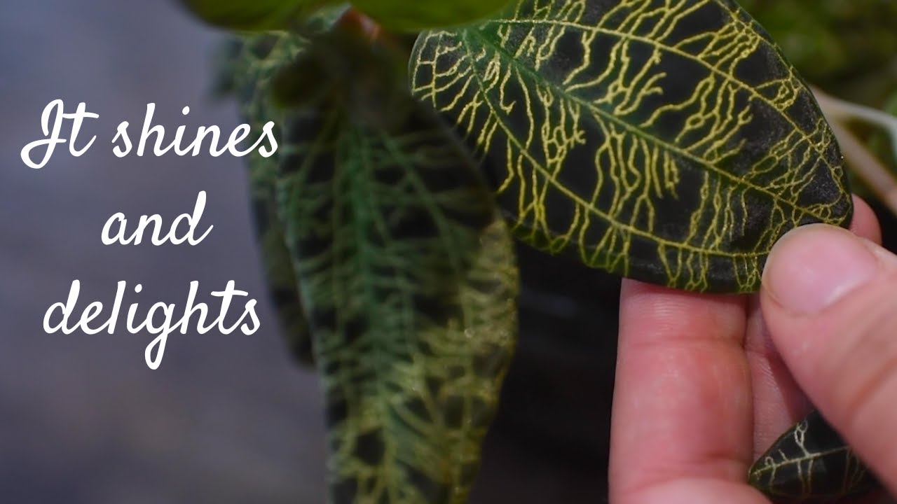 Jewel Orchid Care Guide Macodes Petola Humidity, Propagation, and