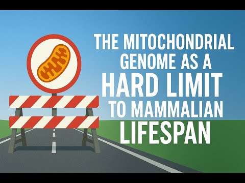 The Mitochondrial Genome as a Hard Limit to Mammalian Lifespan