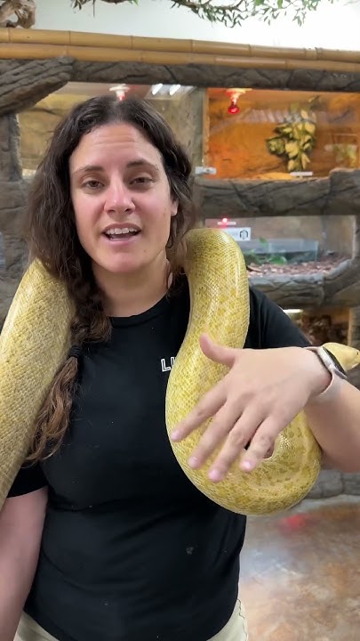 Burmese Pythons are invasive species😮 - YouTube