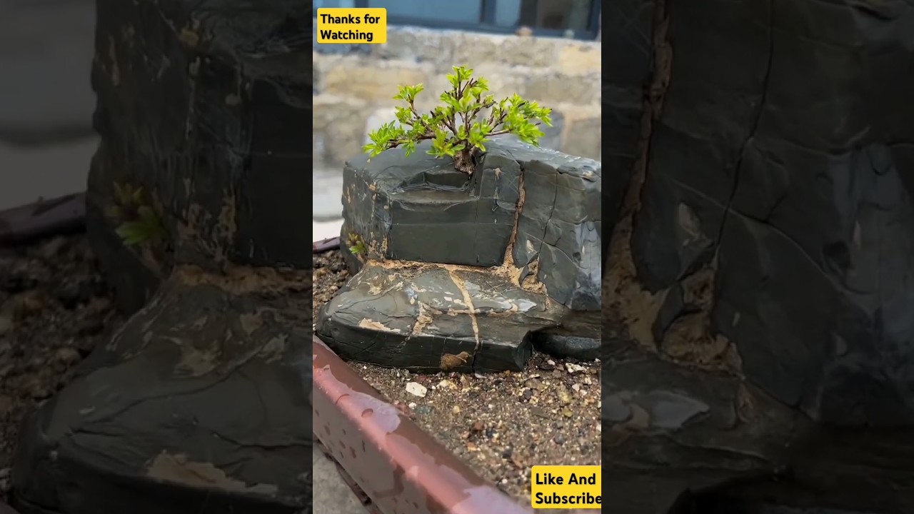 Natural Bonsai Tree in Rock 🪨 